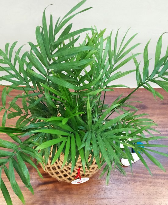 Chamaedorea Elegans (Parlour Palm) Plant Kokedama