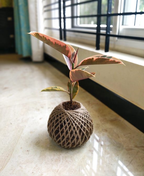 Ficus Elastica Tineke Kokedama