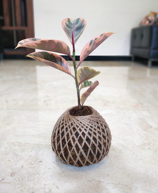 Rubber Plant Pink Kokedama For Sale