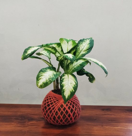 Dieffenbachia Maculata Plant Kokedama