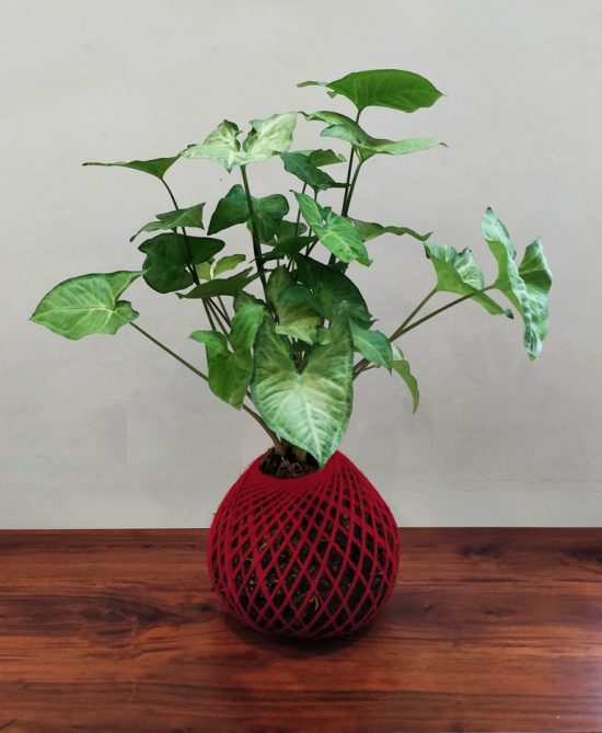 Syngonium Arrowhead Plant Kokedama (Small)