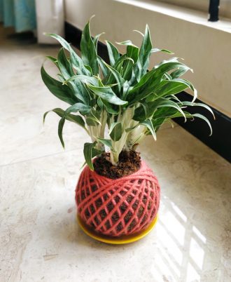 Aglaonema White Stem Kokedama For Sale