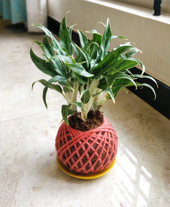 Aglaonema White Stem Plant Kokedama