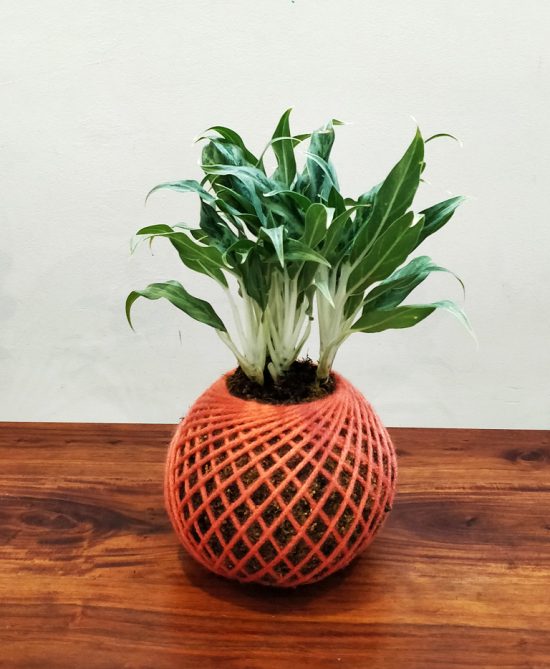 Aglaonema White Stem Plant Kokedama