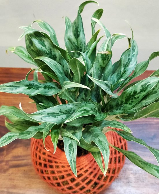 Aglaonema White Stem Plant Kokedama