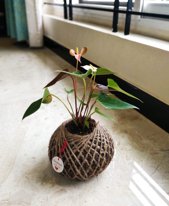 Anthurium Pink Plant Kokedama