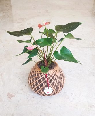 Anthurium Pink Kokedama Buy Online