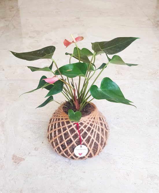 Anthurium Pink Plant Kokedama