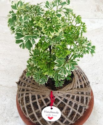 Aralia Plant For Home Decor, Gift