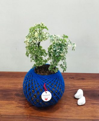 Aralia Plant Kokedama For Sale