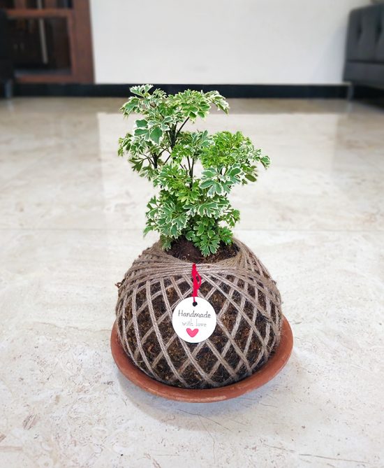 Aralia Miniature Plant Kokedama