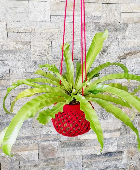 Asplenium Nidus Bird Nest Fern Plant Kokedama