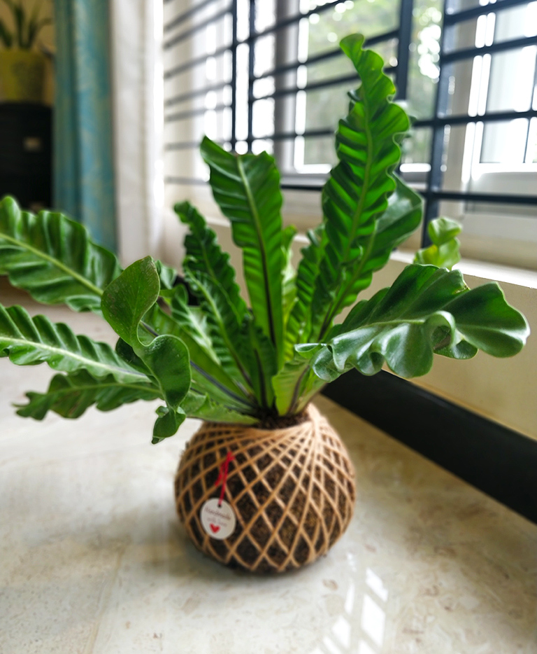 Asplenium Nidus Cobra Fern Plant Kokedama - Kokedama India