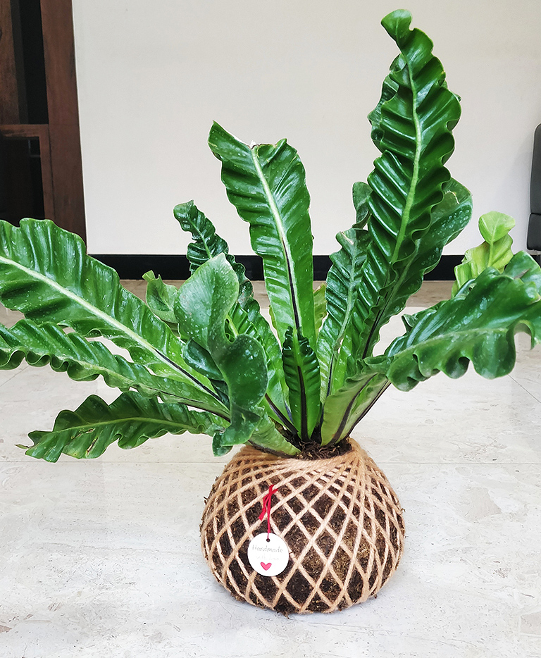 Asplenium Nidus Cobra Fern Plant Kokedama - Kokedama India