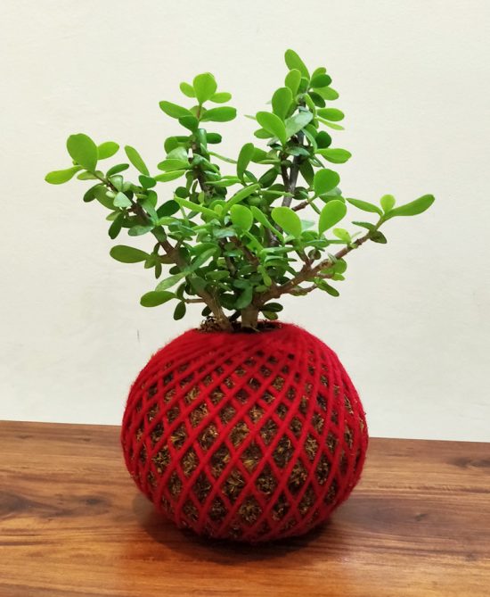 Crassula Jade Plant Kokedama