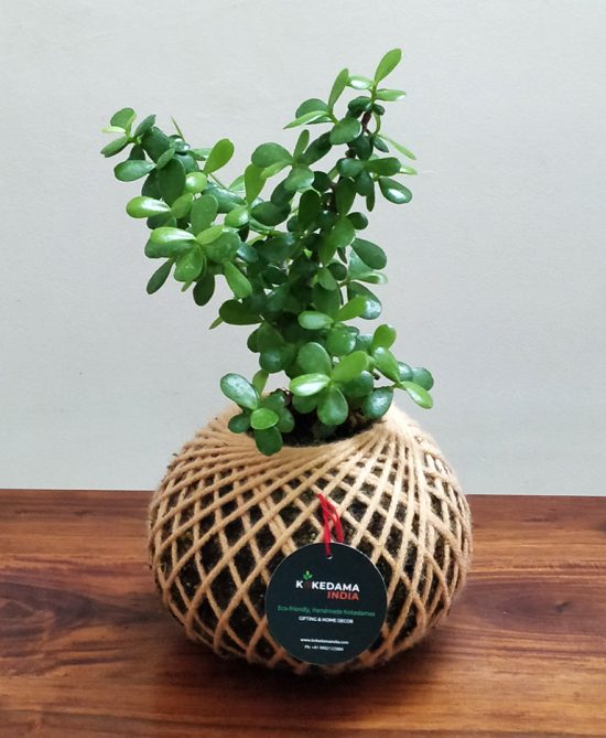 Crassula Jade Plant Kokedama