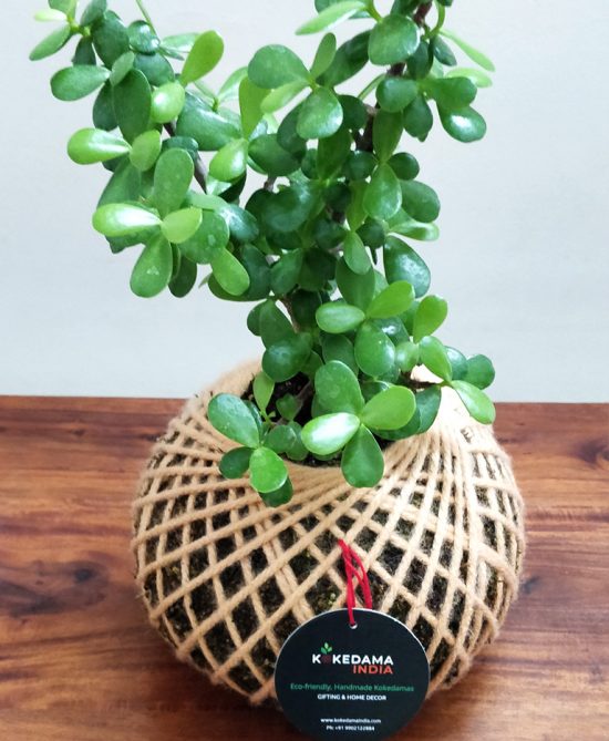 Crassula Jade Plant Kokedama