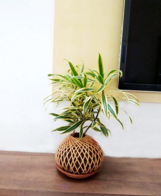 Dracaena Reflexa Song Of India Kokedama