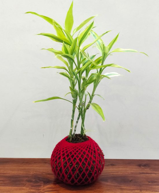 Lucky Bamboo Home Decor, Gift Plant Kokedama
