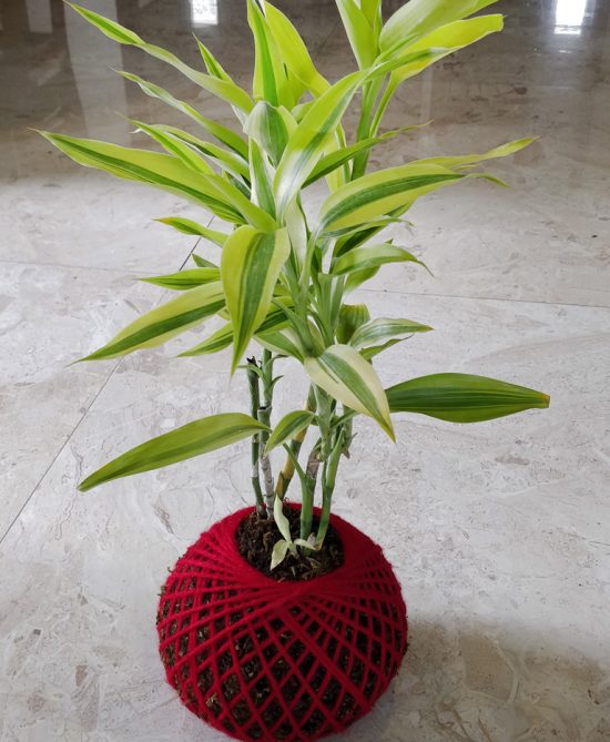 Lucky Bamboo Plant Kokedama