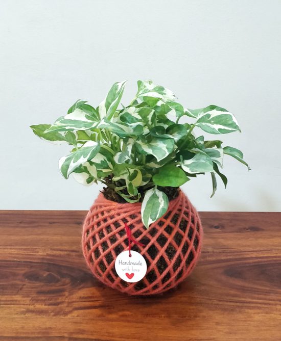 Money Njoy Plant Kokedama