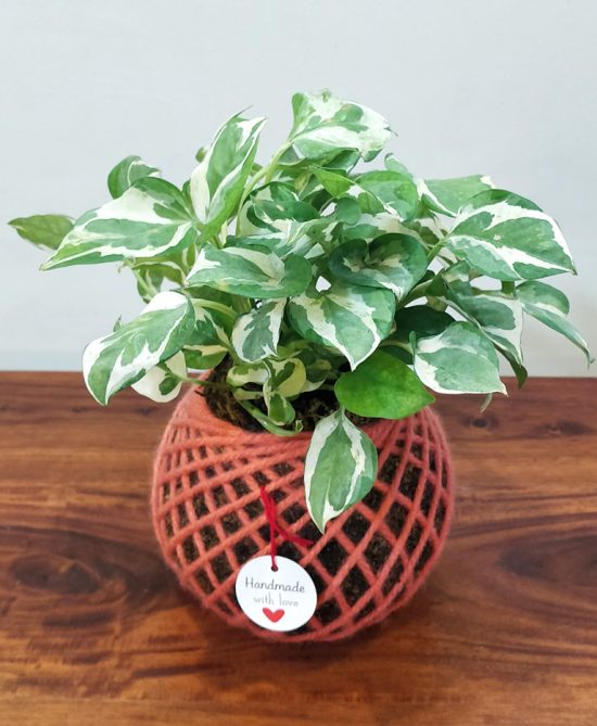 Money Plant N Joy Kokedama