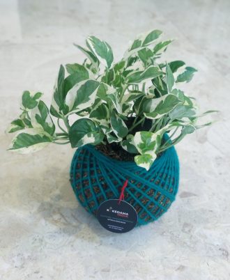 Money Plant Indoor Gift