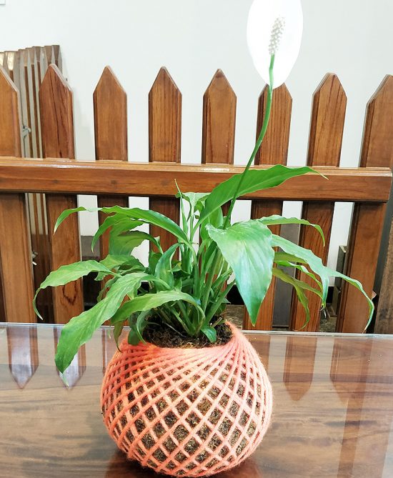 Peace Lily Spathiphyllum Plant Kokedama