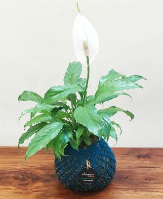 Peace Lily