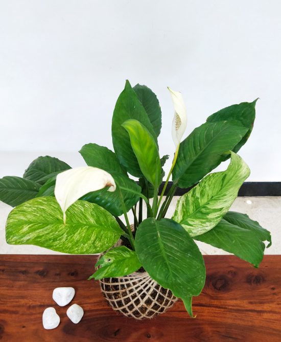 Peace Lily Spathiphyllum Plant Kokedama