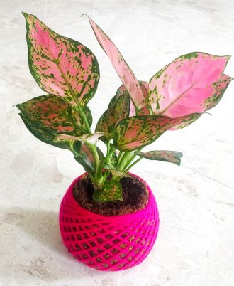 Aglaonema pink lady valentine