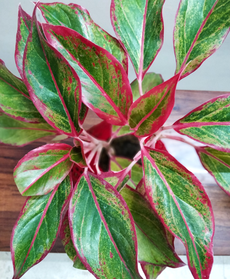  Aglaonema  Lipstick  Pink  Plant Kokedama Kokedama India