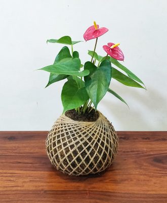 Red Anthurium Kokedama Indoor Plant For Gift