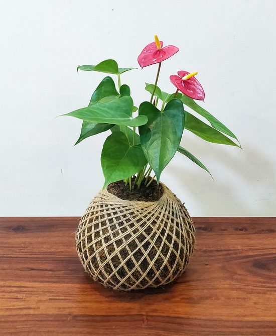 Red Anthurium Kokedama Indoor Plant For Gift