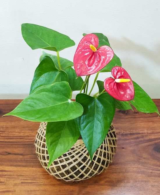 Anthurium Red Plant Kokedama