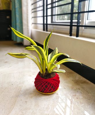 Sansevieria Snake Plant Kokedama Bedroom Air Purifier