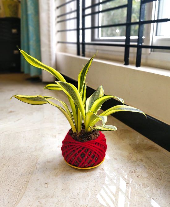 Sansevieria Snake Plant Kokedama