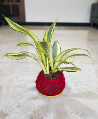 Sansevieria Snake Plant Kokedama For Sale