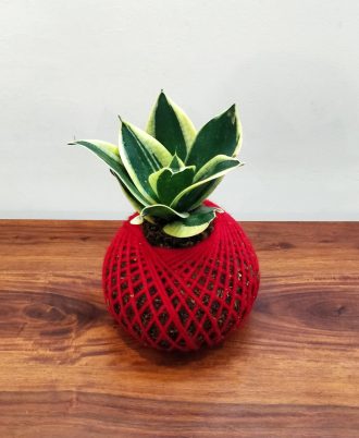 Snake Plant Kokedama