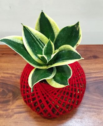 Sansevieria Indoor Plant For Gift