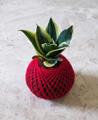 Snake Plant For Home Decor