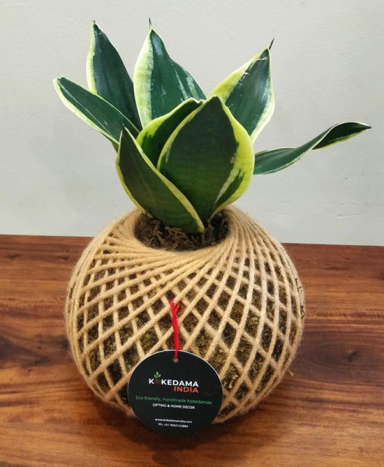 Sansevieria Snake Plant Kokedama