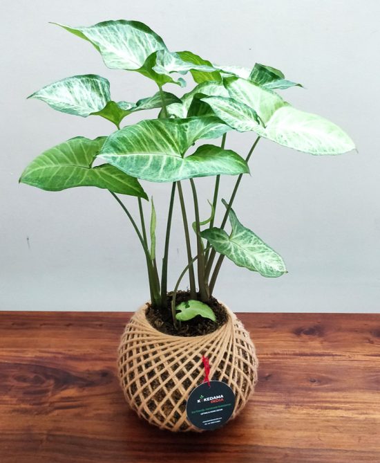 Syngonium Arrowhead Plant Kokedama (Small)