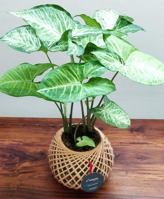 Syngonium Arrowhead Plant Kokedama (Small)