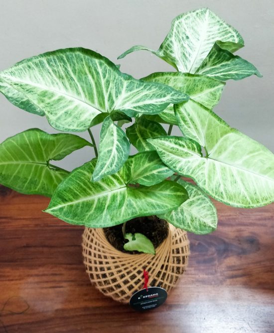 Syngonium Arrowhead Plant Kokedama (Small)