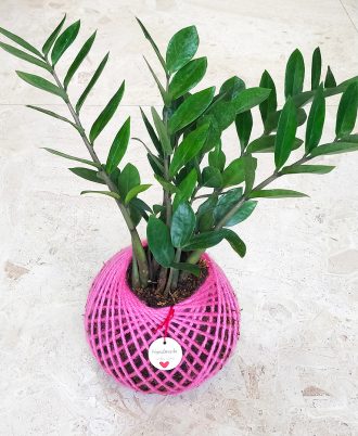 Zamia ZZ Kokedama as Gifting Option