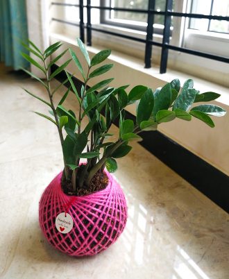 Zamia ZZ Kokedama Home Decor