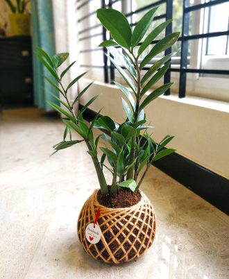 Zamia ZZ Indoor Plant