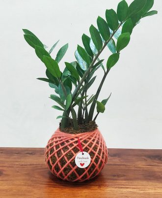 ZZ Kokedama Plant for Gifting