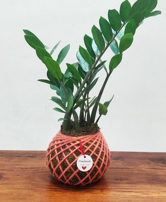 Zamia ZZ Plant Kokedama